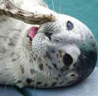 Harbor Seal