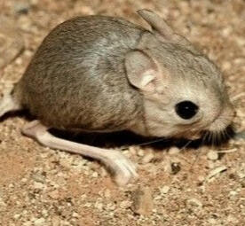 Jerboa