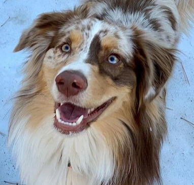 Australian Shepherd