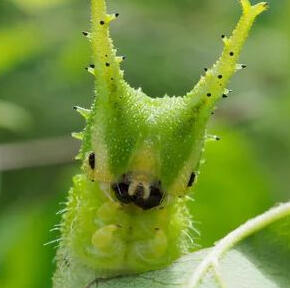 Japanese Emperor Caterpillar