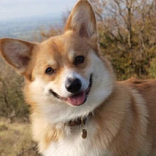 Welsh Corgi