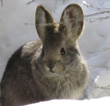 Pygmy Rabbit