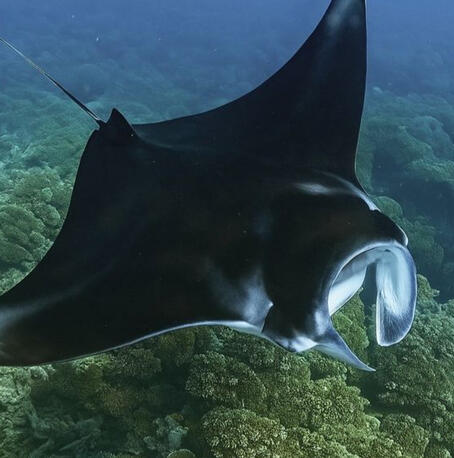 Reef Manta Ray