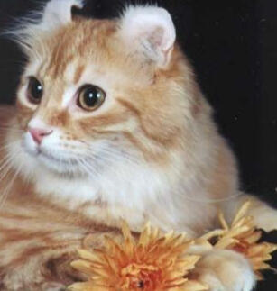 American Curl